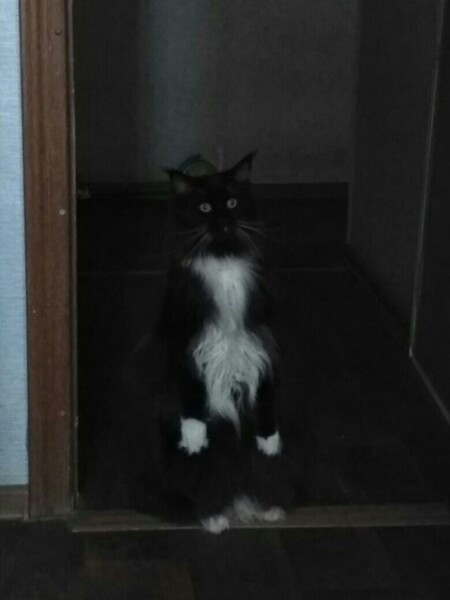 Эти забавные животные