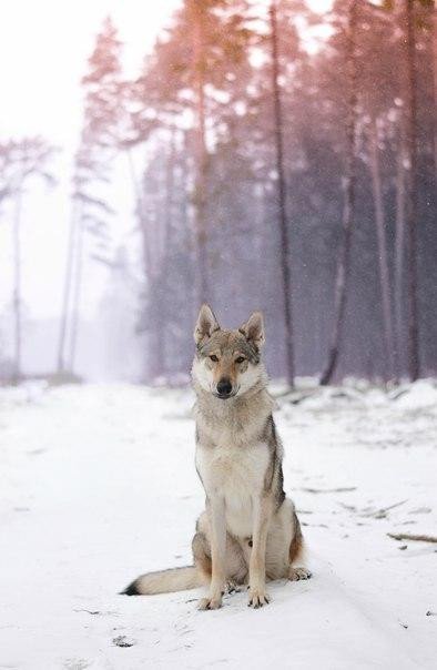 Эти забавные животные