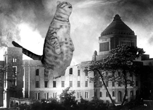 Кормим кота с рук