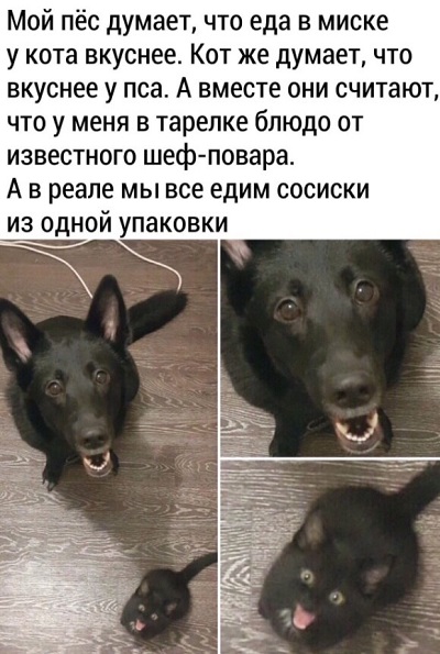 Фотки и картинки: юморные и красивые, забавные и милые 15.10.20