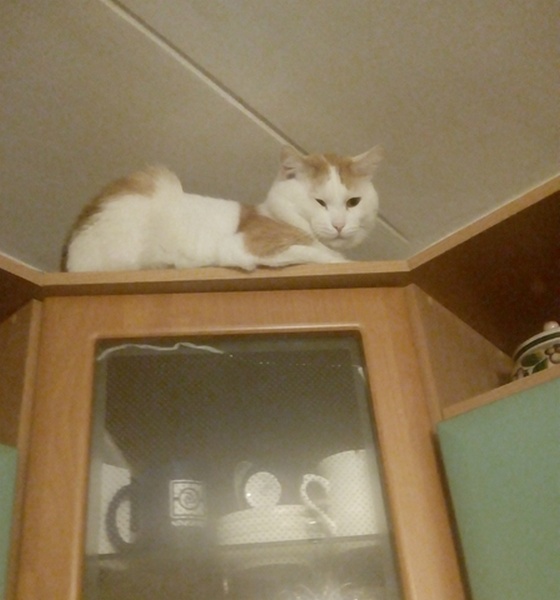 Котовторник 17.11.20