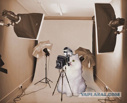 Фотожаба: Ноги котэ