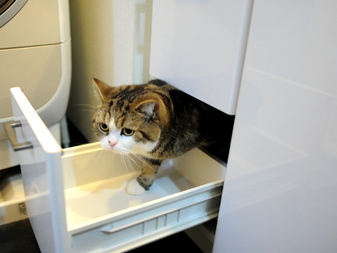Неудача кота Мару
