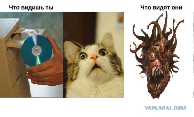 Кошка VS DVD привод