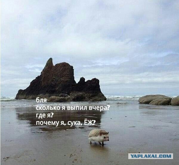 «Куда они скачут?»