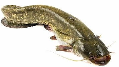 Самые большие речные рыбы в России