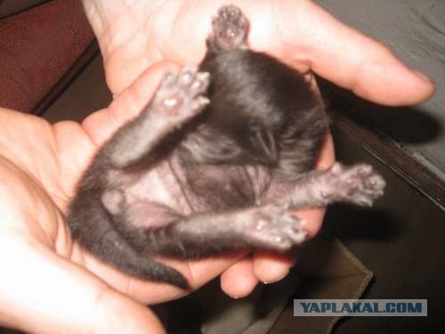 Котовторник 09.04.2013