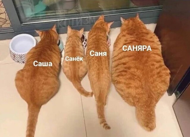 Котомемы 29.09.23