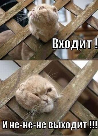 Отвлечемся на доброе: кот застрял в лавочке на улице Анны Ахматовой и не смог выбраться.