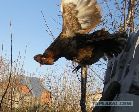 Синдром "чёткости"