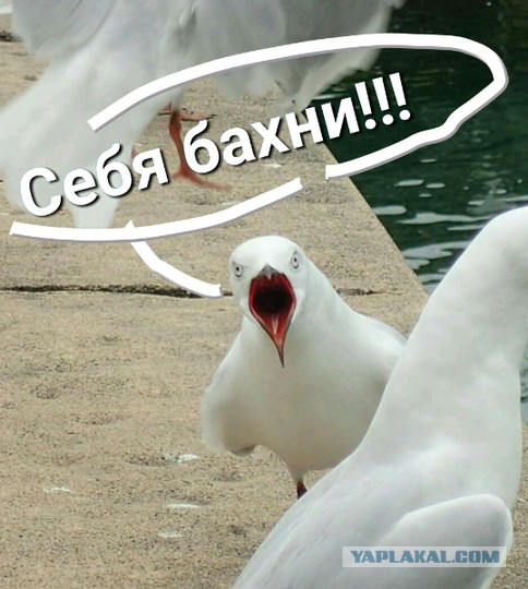 Если чайка летит жопой вперед - то