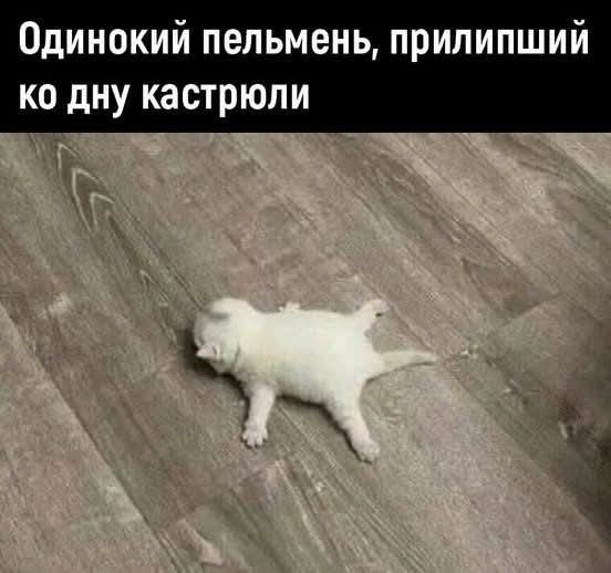 К котовторнику: подборка картинок-баянов с котиками и про котиков. Выпуск 22