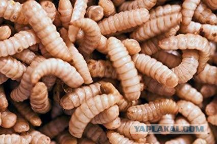 Забой скота и укрепление кормовой базы.