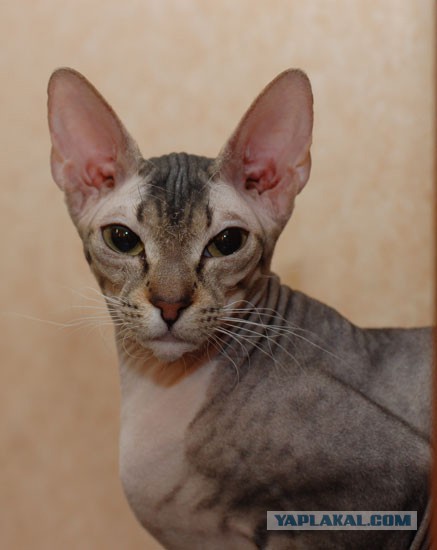 Котовторник 29.10.2013