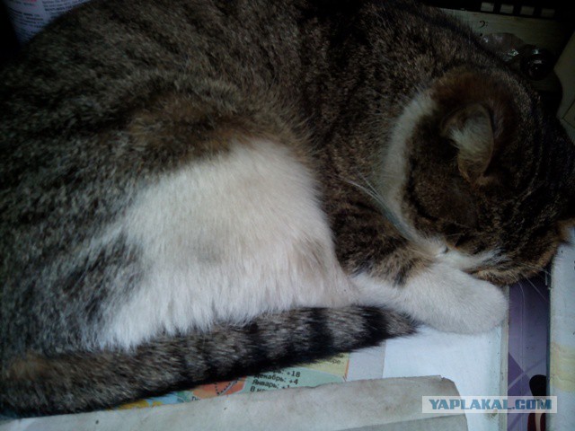 Котовторник  28.01.14