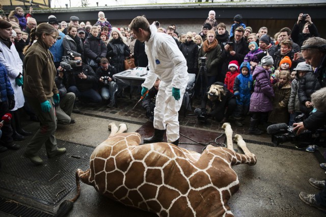 В зоопарке Копенгагена убили жирафа :(