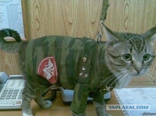 Армейская жизнь