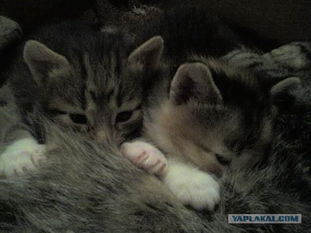 Котовторник  25.03.2014