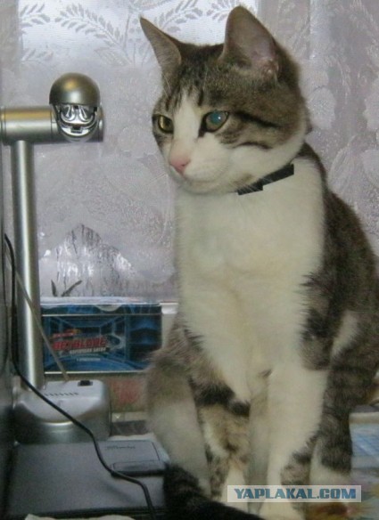 Котовторник 01.04.2014