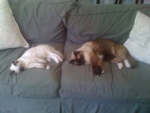 Котовторник 6.05.2014