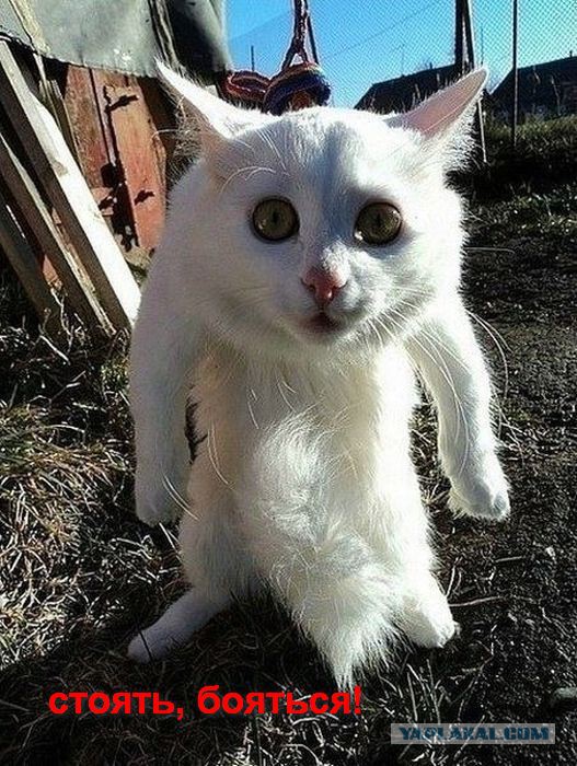 А чего добился ты!?