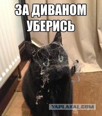 Где ночуют черные коты