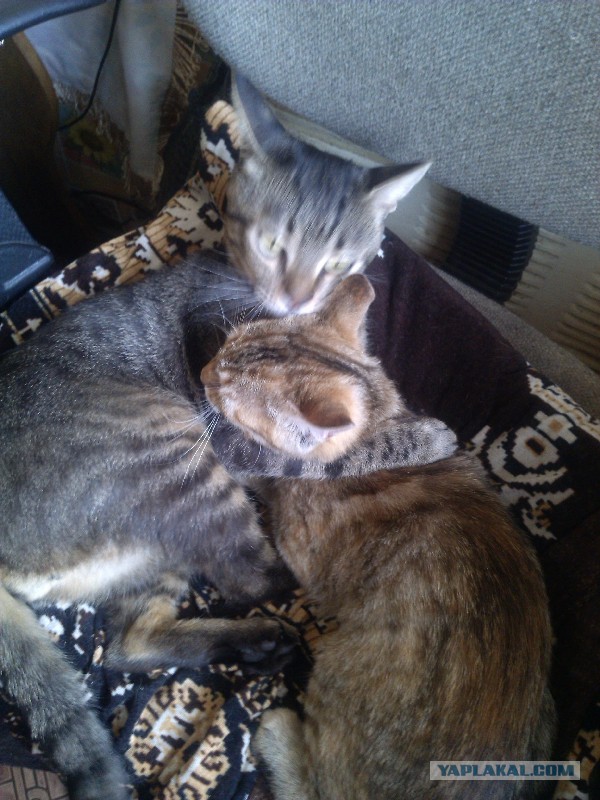 Котовторник 09.09.2014