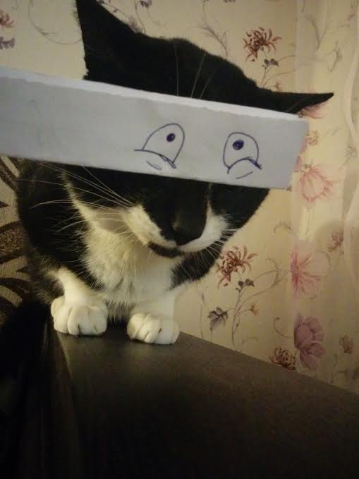 Новый японский тренд — котомонтаж.