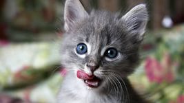 Холостяцкие сердечки
