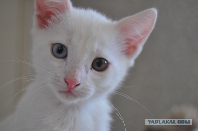 Котовторник