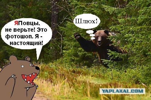 Фотожаба: Подвезите медведя