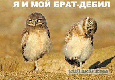 Я мудак... и брат тоже, наверное...