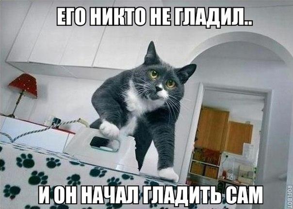 Пучок смешных картинок