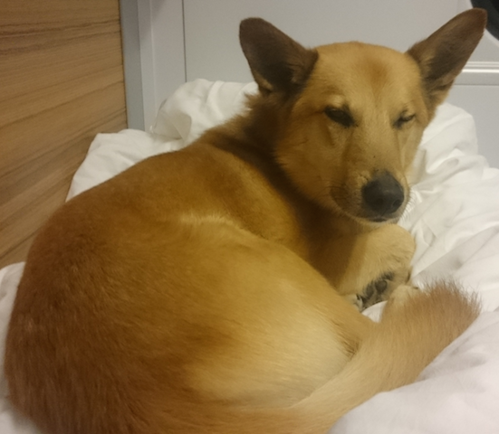 Скотинки - Животинки