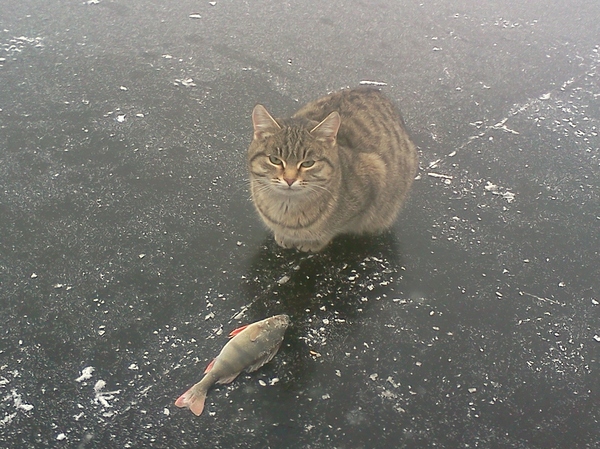 Рыба, лёд, четыре кота