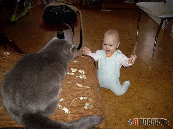 Коты, кошки, котята