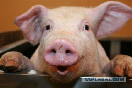 Занимательные рекорды секса и все, что с ним связано