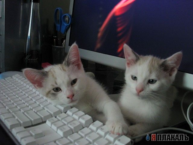 Вторничный котомёт