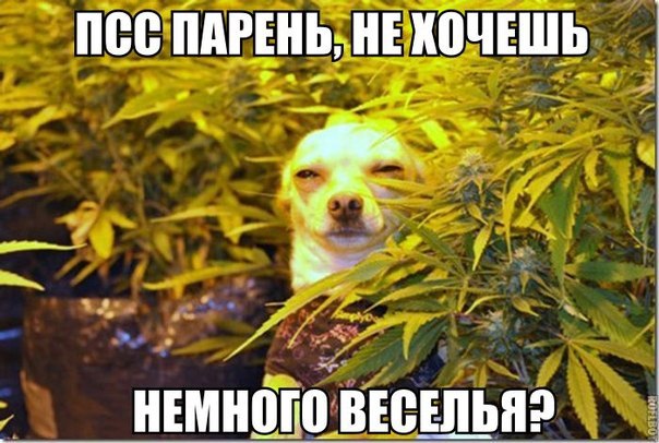 Интересные и веселые картинки