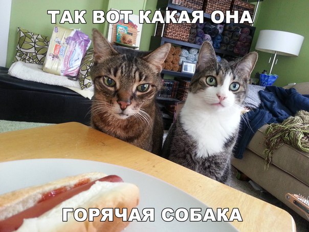 Мохнатые беспредельщики