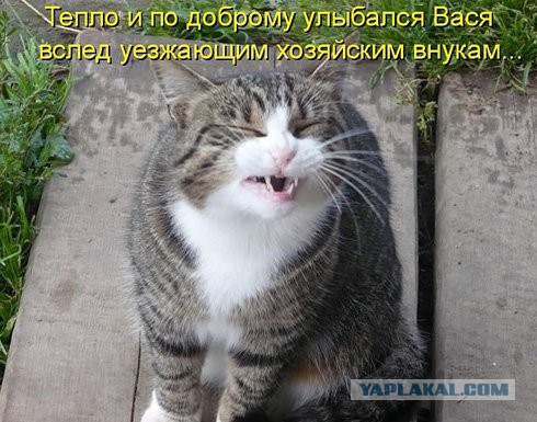 Мой хозяин идиот
