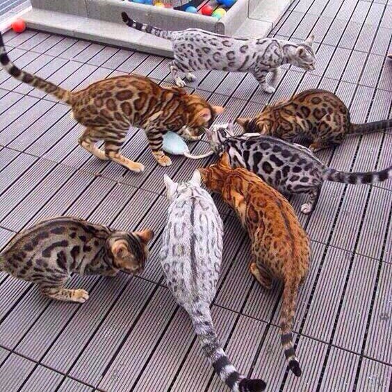 Коты из сети
