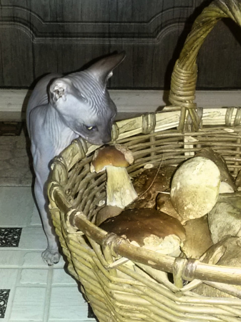 Коты из сети