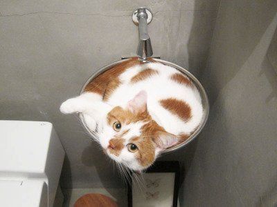 Коты из сети