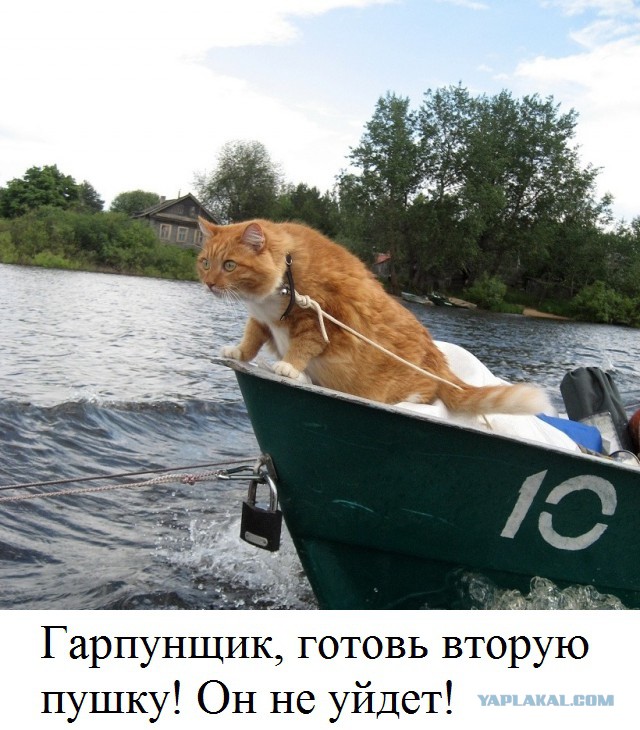 Порция картинок