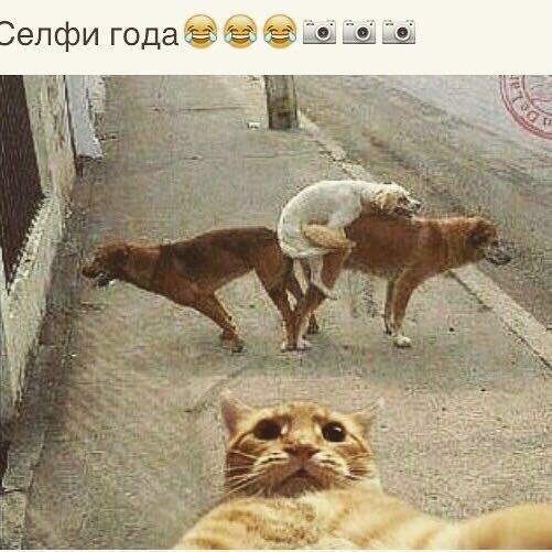 Работа не волк, но картинки сами себя не посмотрят!