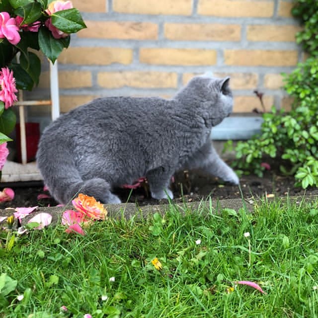 Прикольных котов пост