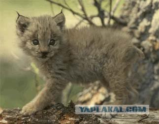 Позитив с кисточками на ушах