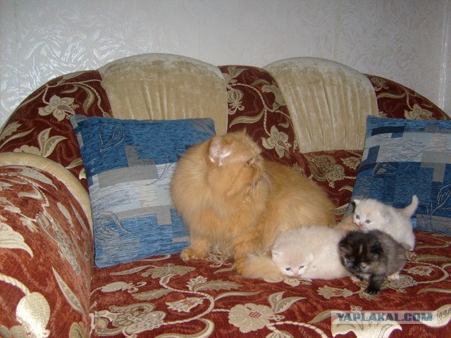 Вторничный котометъ на ЯПлакалъ