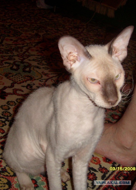 Котовторник
